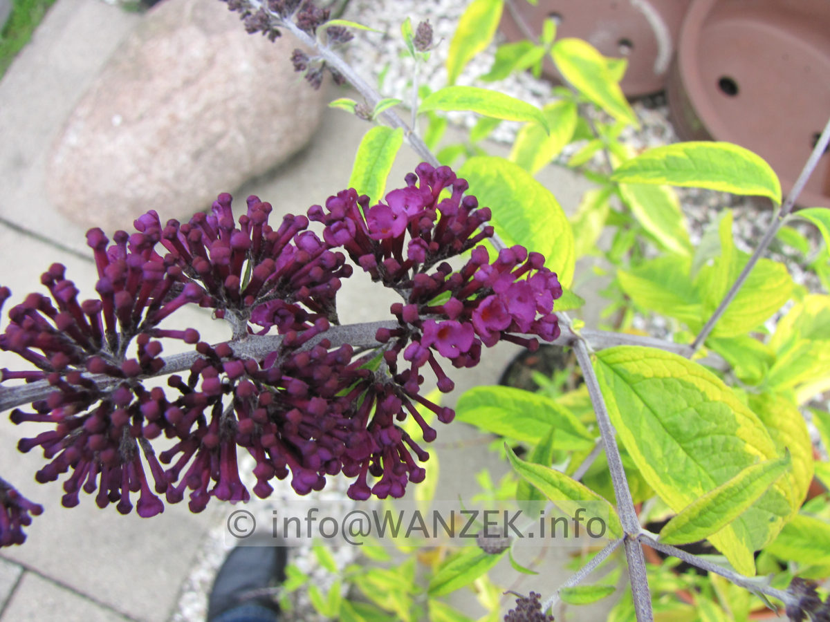 Buddleja Hybride Santana - Bluete knospig.JPG